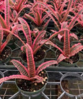 Elaine Cryptanthus Bromeliad
